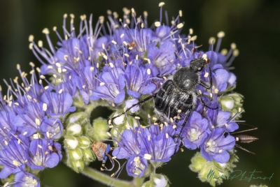 Flower Scarab Beetle